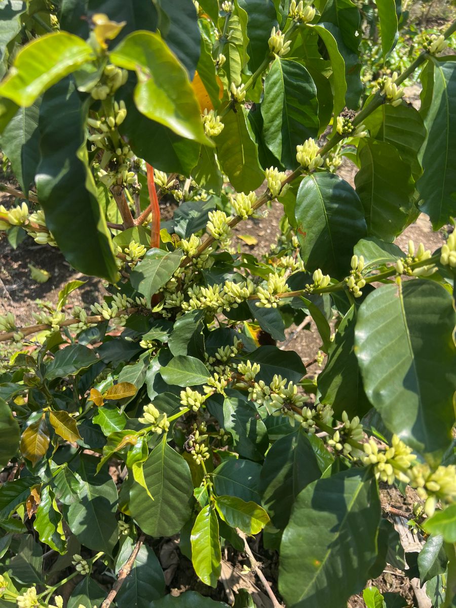 杯子：云南咖啡的精品化“蝶变”之路开元棋牌试玩全球农业观察 从种子到